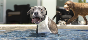 Pets na Piscina: cuidados para evitar acidentes e outros problemas